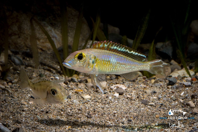 Callochromis pleurospilus 'Kigoma'